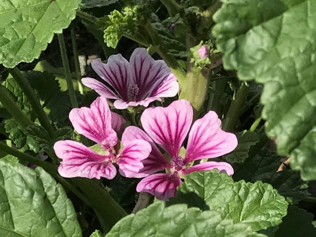 白と紫の花