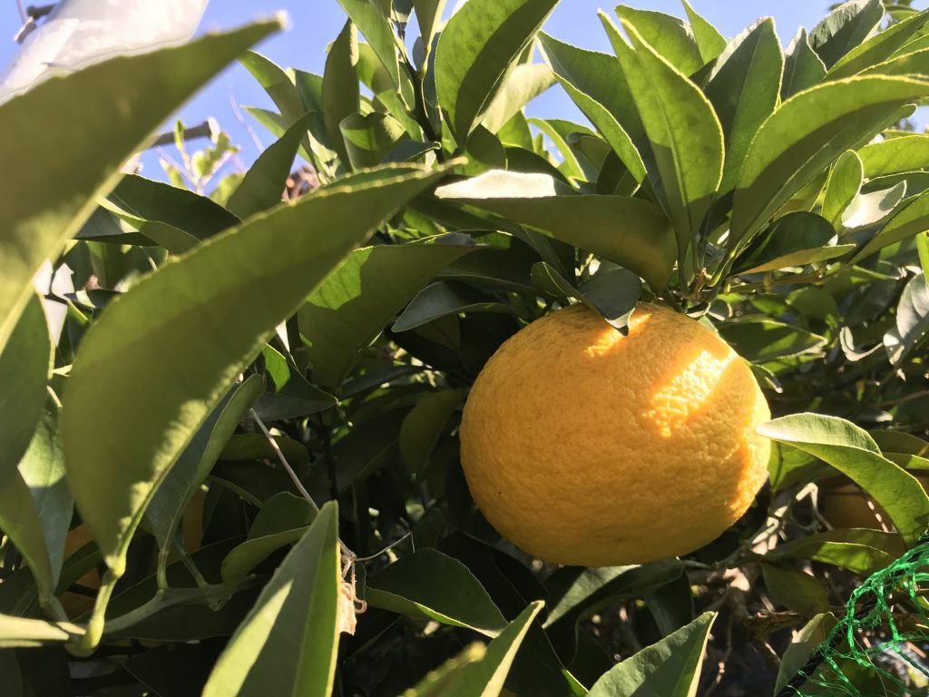 木になっている柑橘類