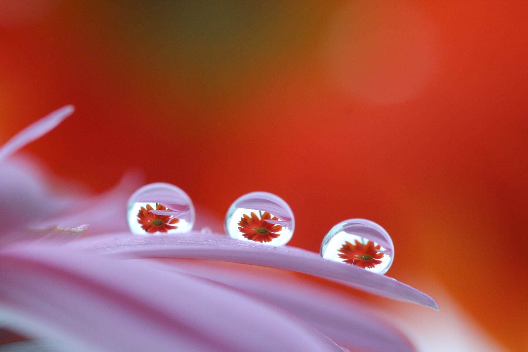 水滴の中のお花　3つ